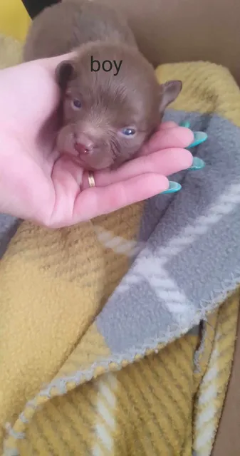 Photo 4 of 8: Pomchi puppies 3 males and 1 female available