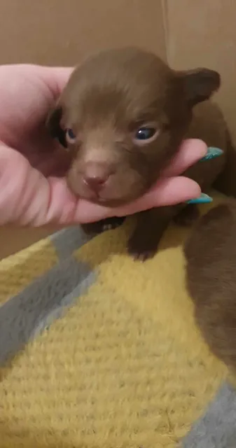Photo 5 of 8: Pomchi puppies 3 males and 1 female available