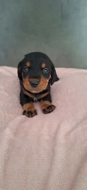 Photo 3 of 7: Bedlington/Patterdale x dachshund