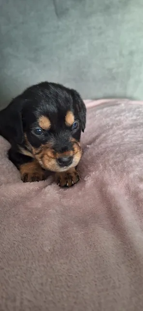Photo 5 of 7: Bedlington/Patterdale x dachshund
