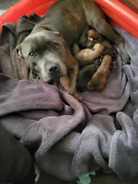 Photo 3 of 3: Beautiful male staffy pup