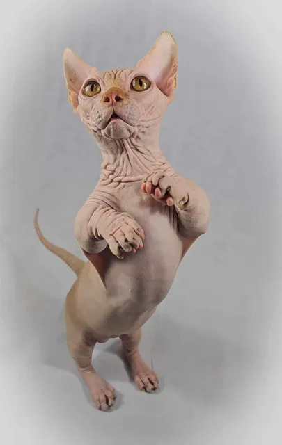 Photo 2 of 8: Sell bambino and Sphynx and Elf males