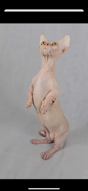 Photo 3 of 8: Sell bambino and Sphynx and Elf males