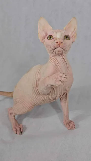 Photo 4 of 8: Sell bambino and Sphynx and Elf males