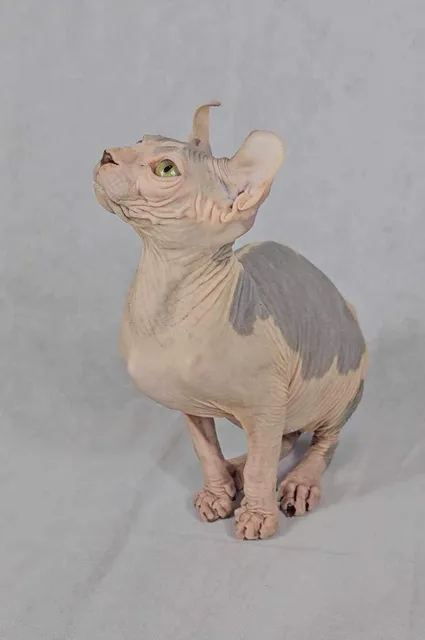 Photo 5 of 8: Sell bambino and Sphynx and Elf males