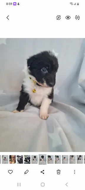 Photo 2 of 3: Reduced Border collie puppies