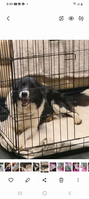 Photo 3 of 3: Reduced Border collie puppies