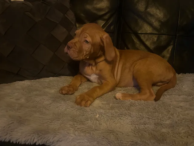 Photo 2 of 8: Douge de Bordeaux puppies