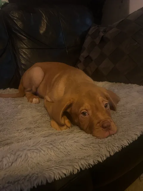 Photo 3 of 8: Douge de Bordeaux puppies