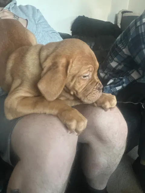Photo 4 of 8: Douge de Bordeaux puppies