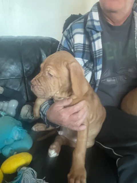 Photo 5 of 8: Douge de Bordeaux puppies