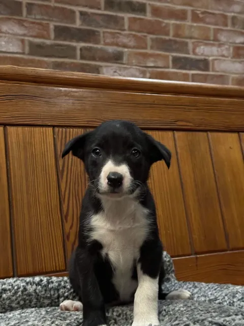 Photo 2 of 7: Beautiful Border Collie puppies