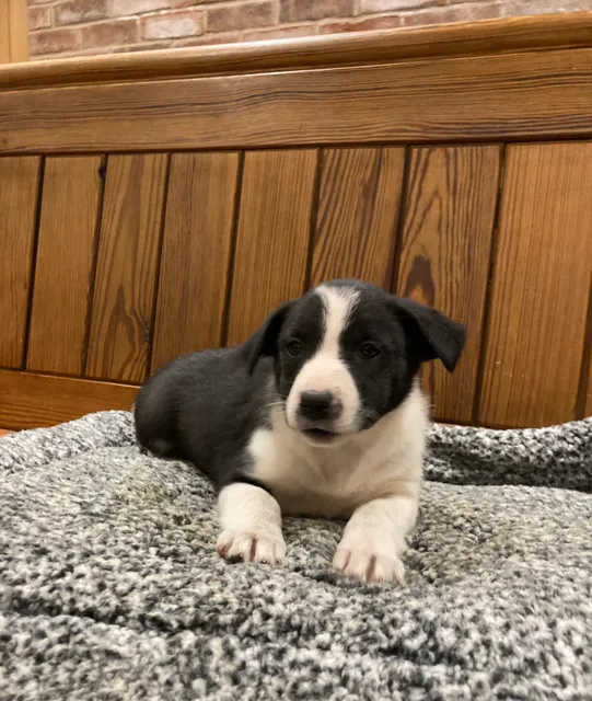 Photo 3 of 7: Beautiful Border Collie puppies