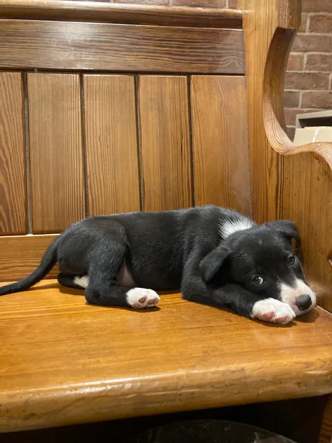 Photo 4 of 7: Beautiful Border Collie puppies