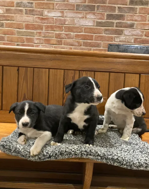 Photo 5 of 7: Beautiful Border Collie puppies