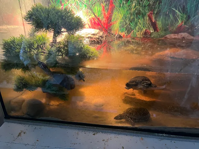 Photo 2 of 6: 4 turtles plus 2 loaches and food