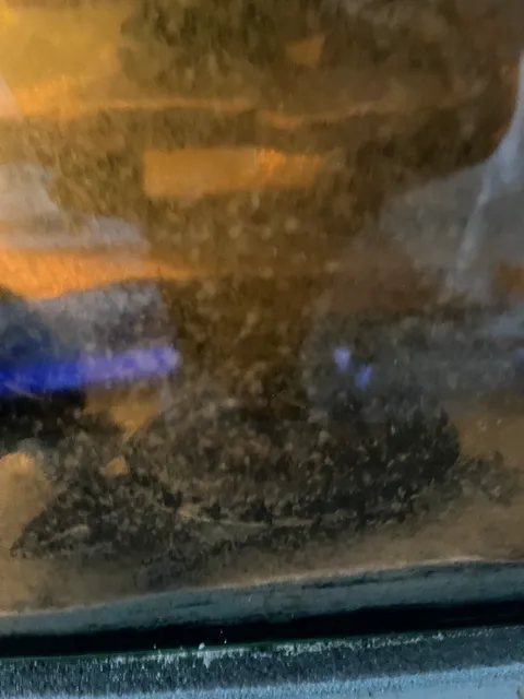 Photo 3 of 6: 4 turtles plus 2 loaches and food