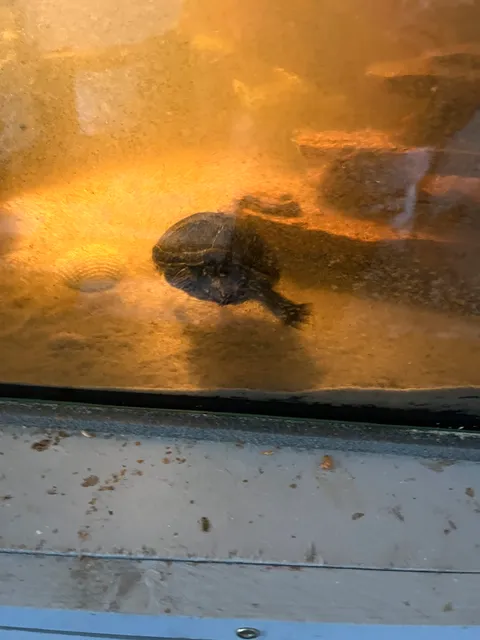 Photo 4 of 6: 4 turtles plus 2 loaches and food