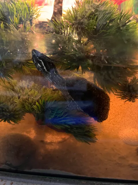 Photo 5 of 6: 4 turtles plus 2 loaches and food