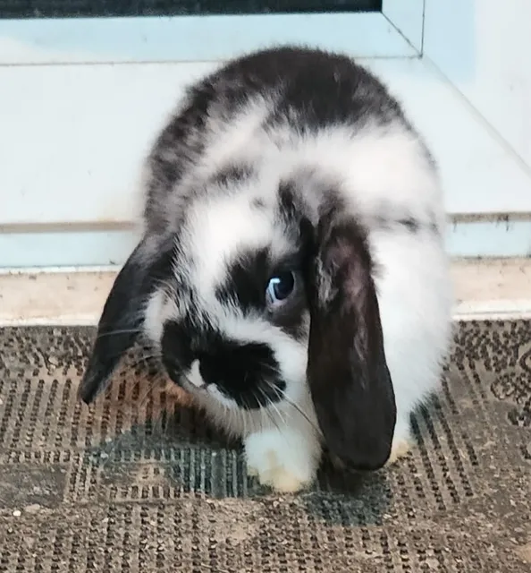 Photo 2 of 5: Two lovely baby rabbit for sale both girls