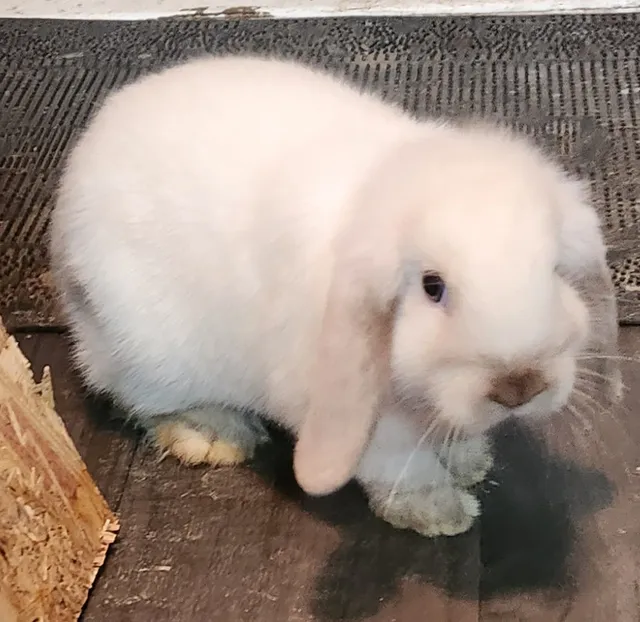 Photo 3 of 5: Two lovely baby rabbit for sale both girls