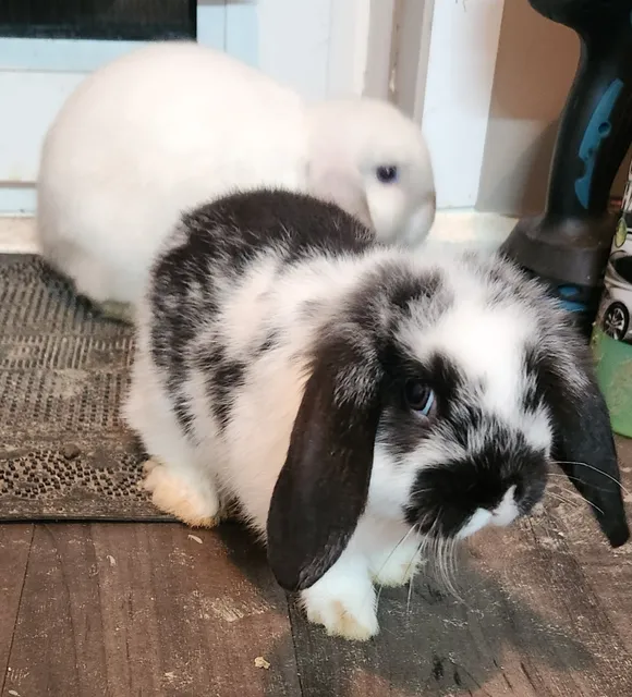 Photo 4 of 5: Two lovely baby rabbit for sale both girls