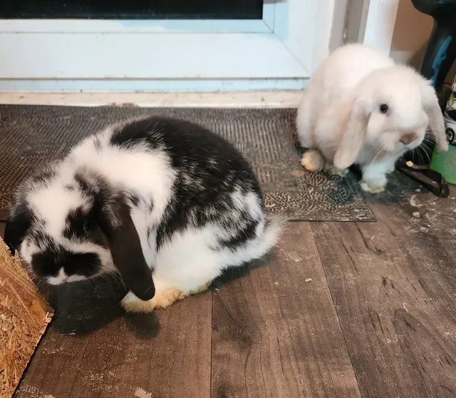 Photo 5 of 5: Two lovely baby rabbit for sale both girls