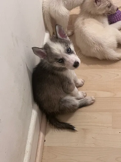 Photo 2 of 2: Siberian husky puppies