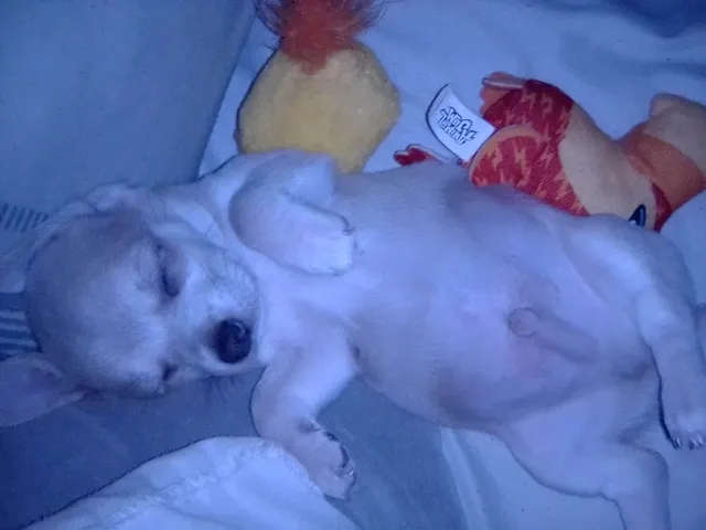 Photo 2 of 3: Chihuahua puppy for sale
