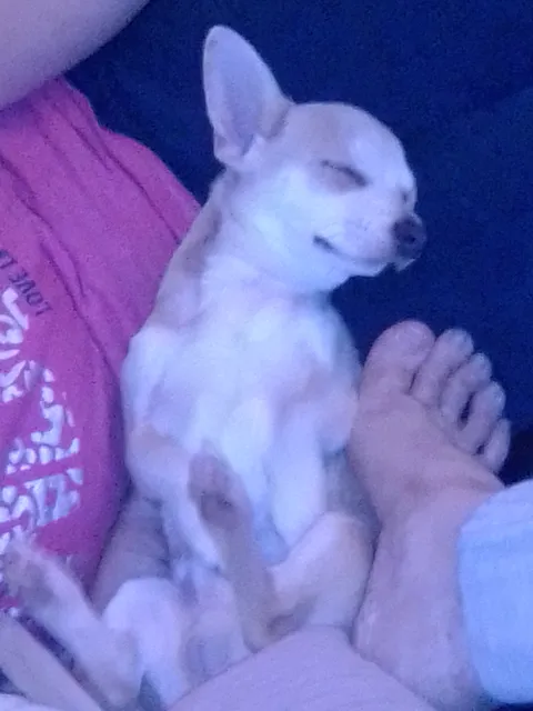 Photo 3 of 3: Chihuahua puppy for sale