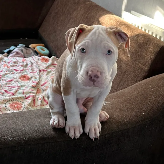 Photo 2 of 3: American bulldog x American bully