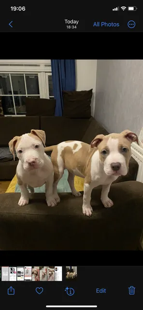 Photo 3 of 3: American bulldog x American bully