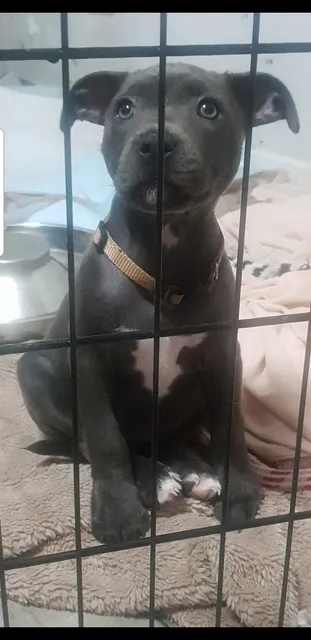 Photo 3 of 7: 1 Staffy Gorgeous girl left
