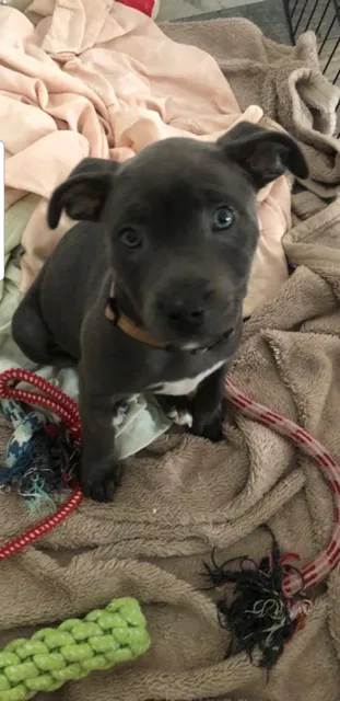 Photo 4 of 7: 1 Staffy Gorgeous girl left