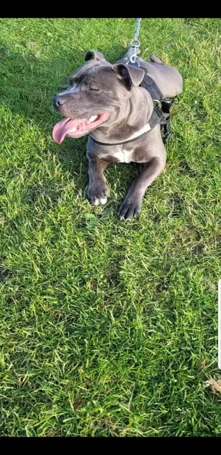 Photo 5 of 7: 1 Staffy Gorgeous girl left