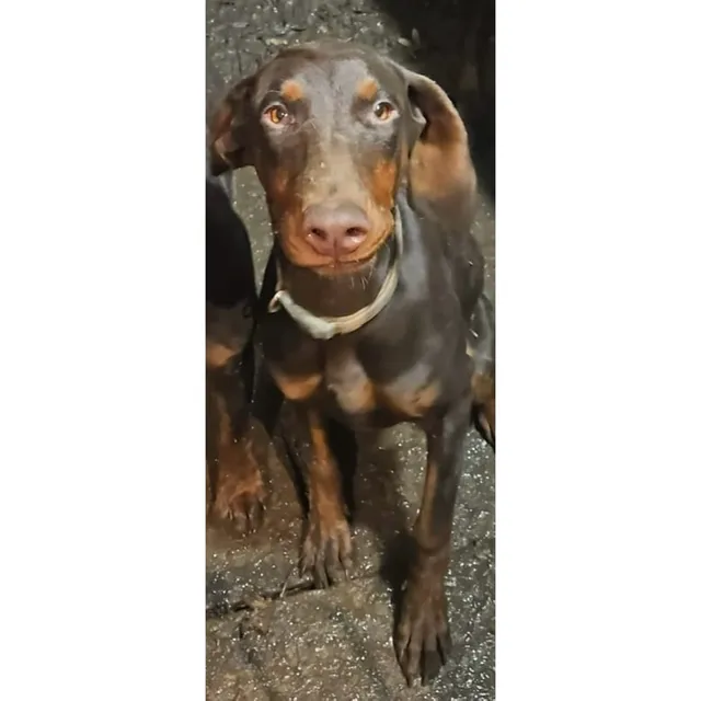 Photo 2 of 4: Choc/Tan male and female looking for their forever homes.