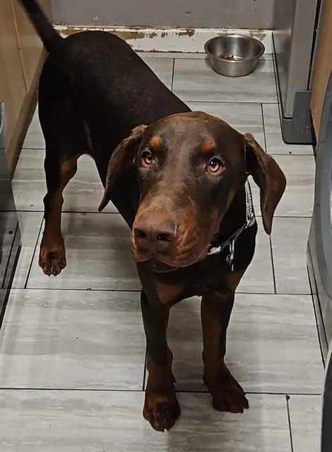 Photo 3 of 4: Choc/Tan male and female looking for their forever homes.