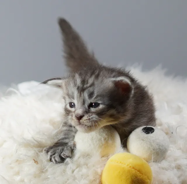 Photo 2 of 7: Gccf Registered Pedigree Maine Coon Kittens for sale