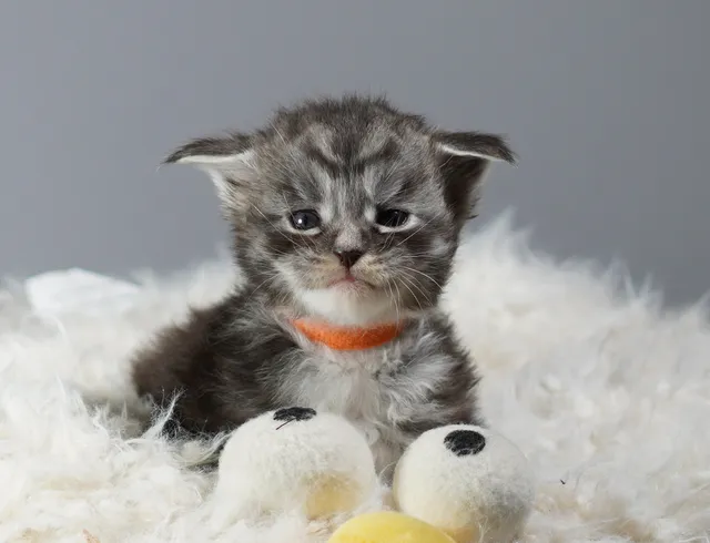 Photo 3 of 7: Gccf Registered Pedigree Maine Coon Kittens for sale