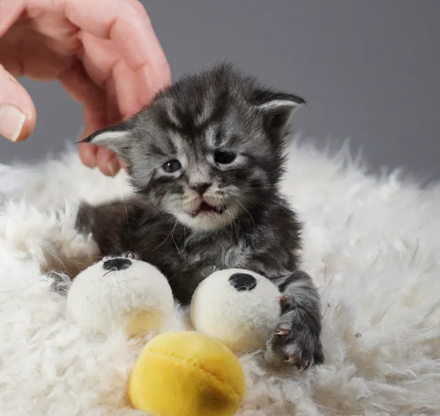 Photo 4 of 7: Gccf Registered Pedigree Maine Coon Kittens for sale
