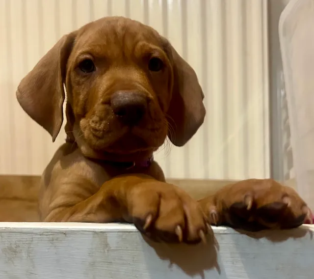 Photo 2 of 8: KC registered Hungarian Vizsla puppies