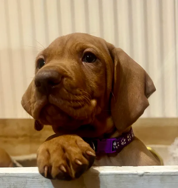 Photo 3 of 8: KC registered Hungarian Vizsla puppies