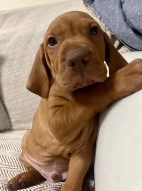 Photo 4 of 8: KC registered Hungarian Vizsla puppies