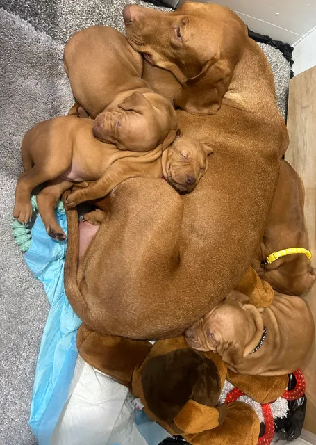 Photo 5 of 8: KC registered Hungarian Vizsla puppies