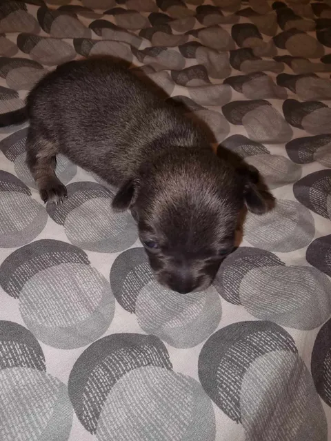Photo 2 of 7: Chihuahua puppy looking for her forever home KC registered