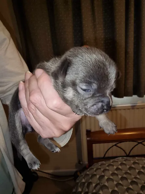 Photo 4 of 7: Chihuahua puppy looking for her forever home KC registered