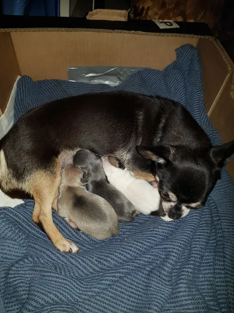 Photo 5 of 7: Chihuahua puppy looking for her forever home KC registered