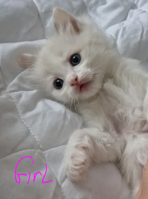 Photo 2 of 7: Pure Bred Ragdoll kittens
