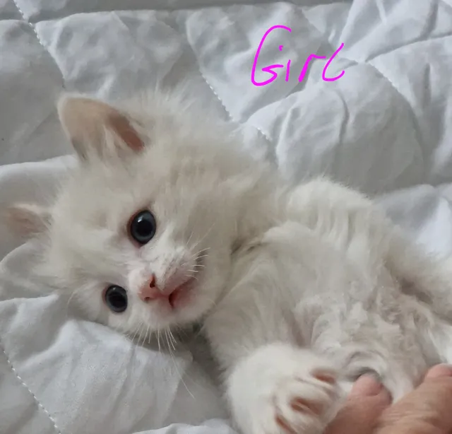 Photo 3 of 7: Pure Bred Ragdoll kittens
