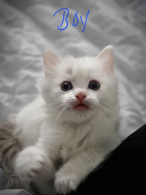 Photo 4 of 7: Pure Bred Ragdoll kittens